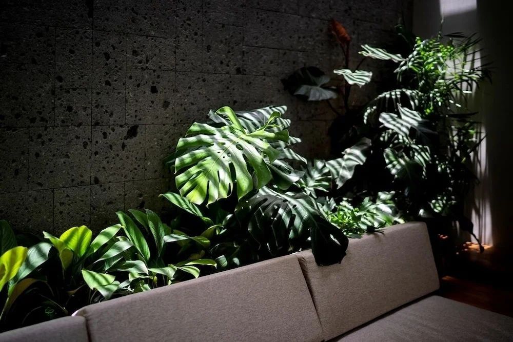Tropische Pflanzen wie Monstera werfen Schatten auf eine hellbraune Sitzbank vor einer Steinwand.