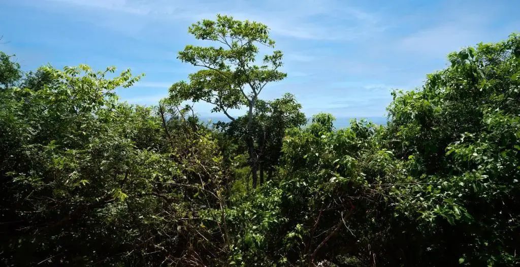 Dichte grüne Bäume und Sträucher vor dem blauen Meer und Himmel.