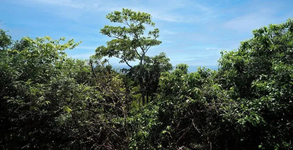 Dichte grüne Baumkronen und tropische Vegetation unter strahlendem blauen Himmel.