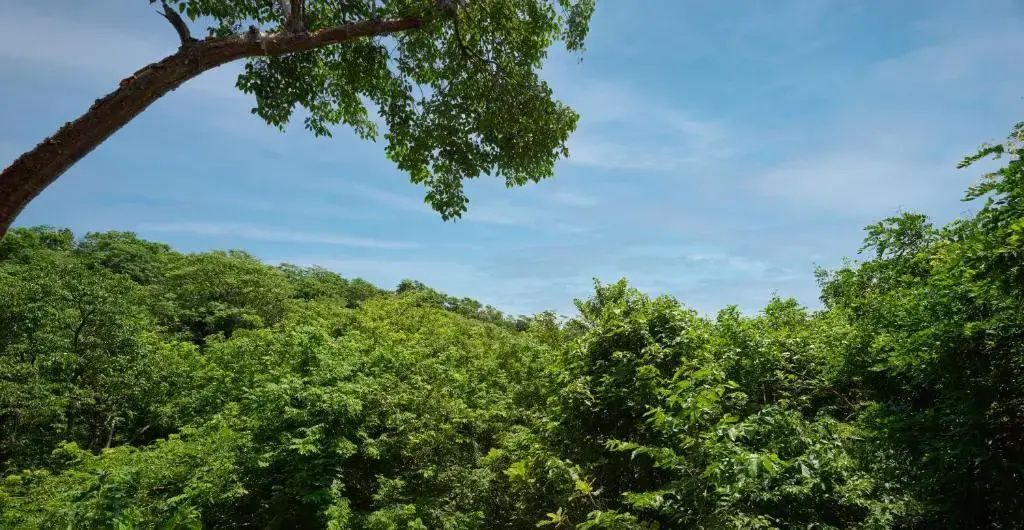 Ein dichtes grünes Blätterdach tropischer Bäume unter einem leicht bewölkten blauen Himmel.