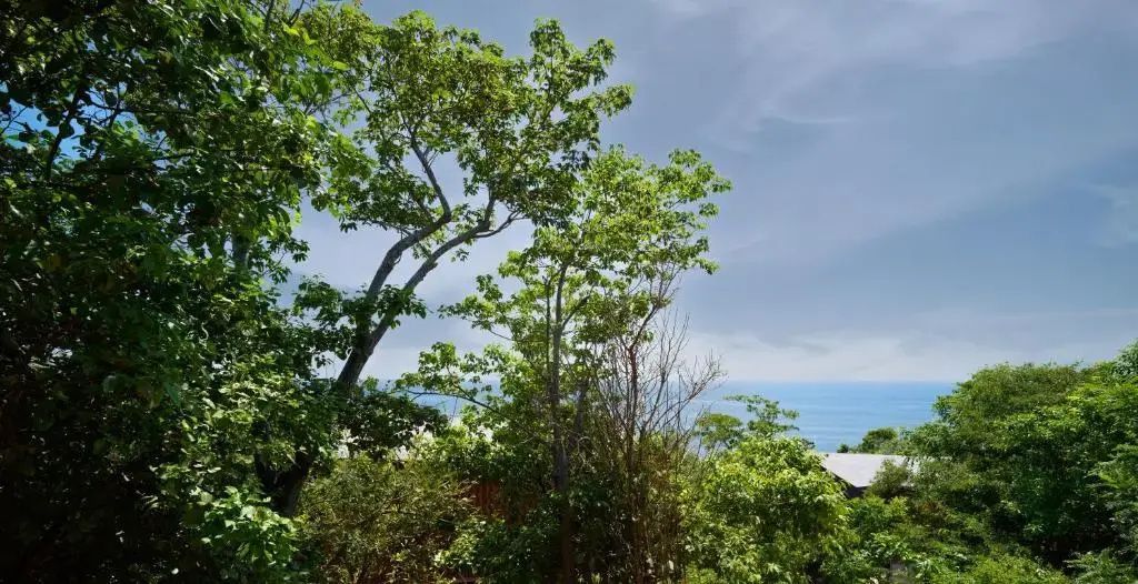 Dichte grüne Bäume und Pflanzen vor dem blauen Meer und grauem Himmel.