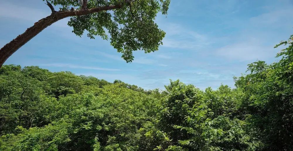 Dichter grüner Wald unter einem blauen Himmel mit vereinzelten weißen Wolken.
