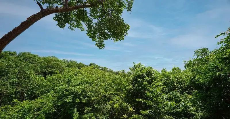 Dichter grüner Wald an einem Hügel unter blauem Himmel mit leichten Wolken.