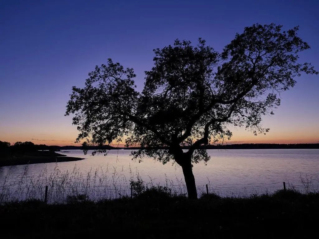 Silhouette eines Baumes vor einem See bei Abenddämmerung und violettem Himmel.