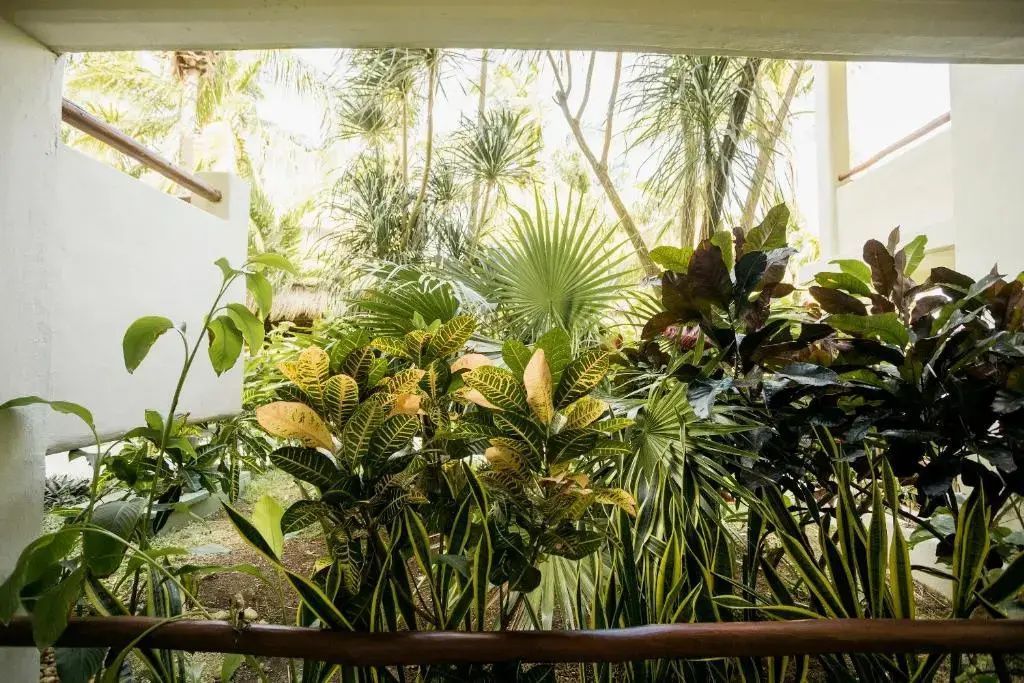 Blick von der Terrasse auf dichte tropische Pflanzen und Palmen im Garten.