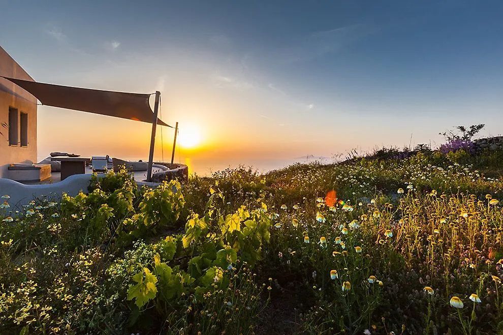Blühende Wildblumen an einem Hang bei Sonnenuntergang mit Blick aufs Meer