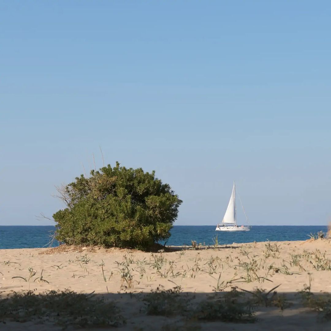 Sandstrand mit einem grünen Busch im Vordergrund und einem Segelboot auf dem blauen Meer.