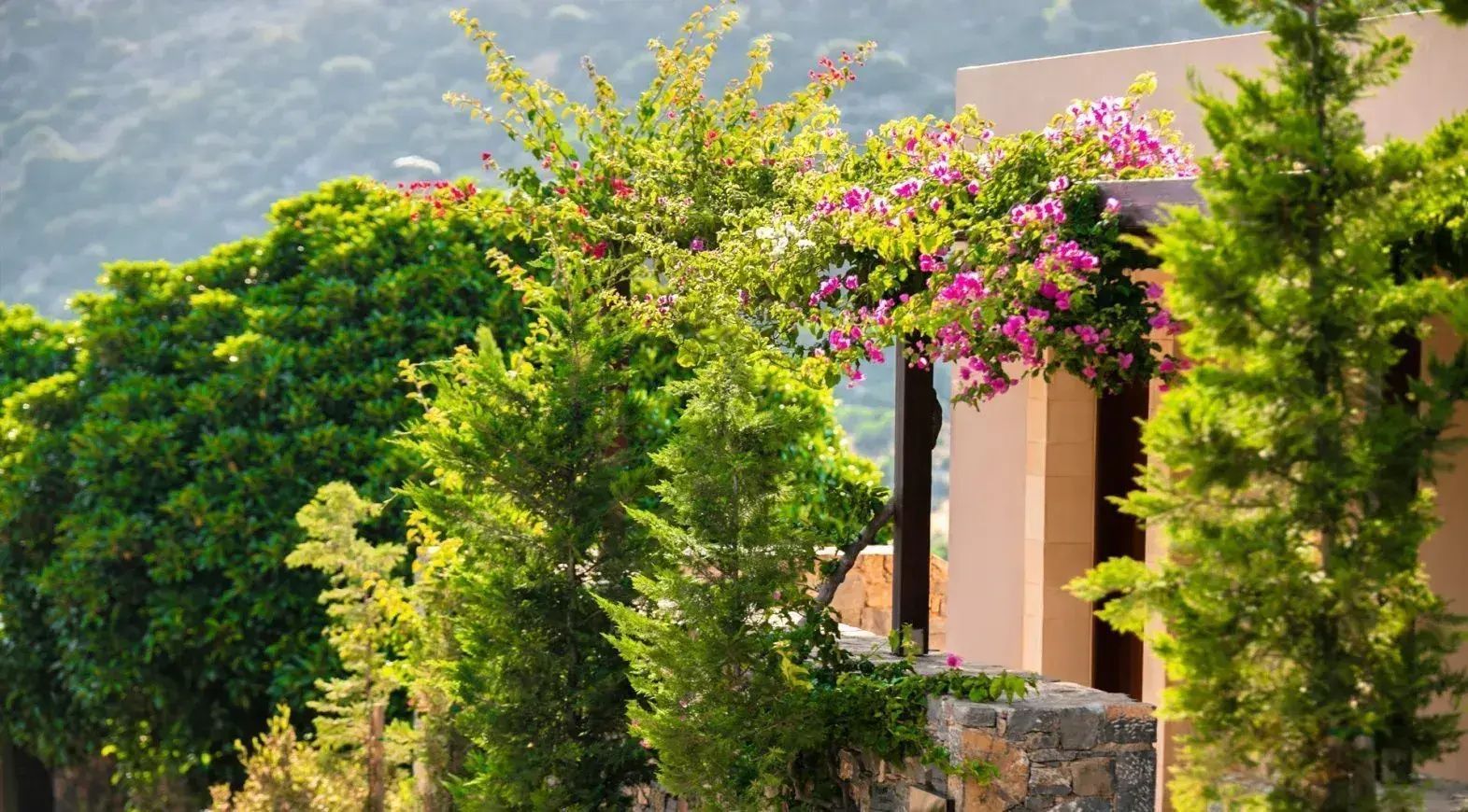 Begrünte Terrasse mit pink blühender Bougainvillea, kleinen Bäumen und Natursteinmauer.