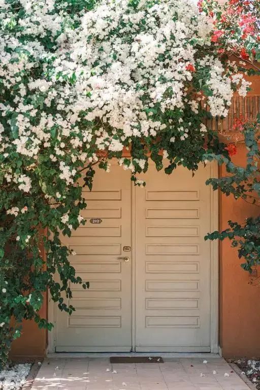Eingangstür aus Holz, umrahmt von blühenden weißen Bougainvillea-Blüten an einer Terrakotta-Wand.
