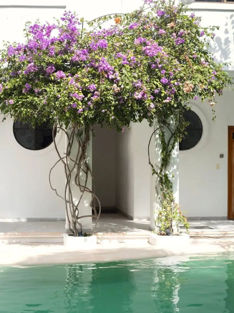 Ein weißer Durchgang mit lila blühenden Bougainvillea Pflanzen neben einem Pool.